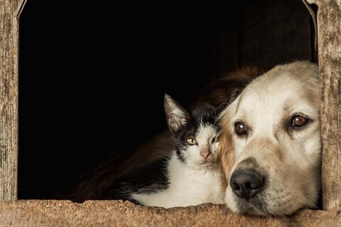 Antibióticos podem ser necessários para o tratamento de doenças respiratórias em cães e gatos