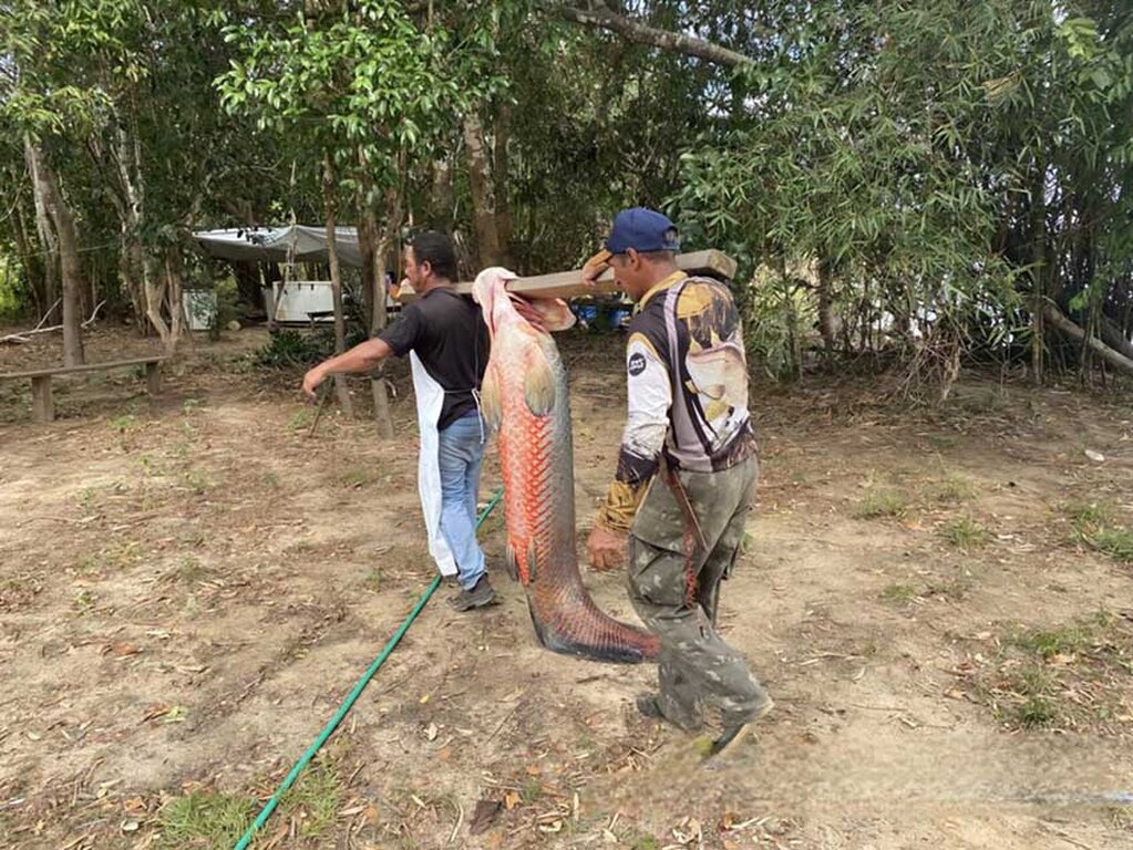 O manejo do Pirarucu na Resex de Pedras Negras é uma ação essencial para o equilíbrio do ecossistema local - Gente de Opinião