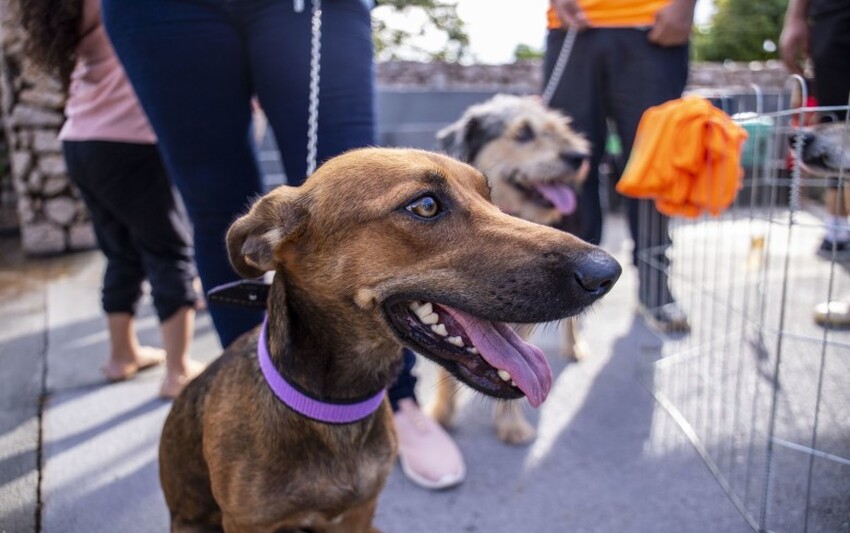 Programa realizará castrações gratuitas de cães e gatos em Porto Velho