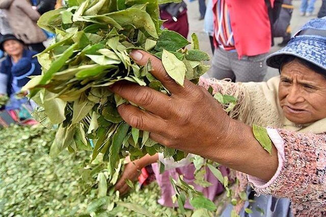 Folhas de coca são vendidas nas ruas, na Capital, La Paz, e em cidades bolivianas - Foto Agência Boliviana de Comunicação - Gente de Opinião