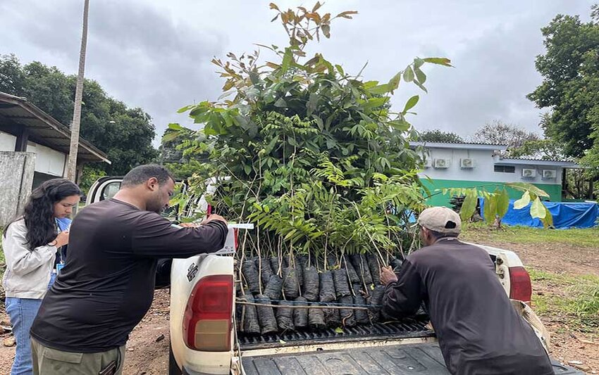 Energisa faz doação de mudas de castanheiras e outras espécies para Sedam